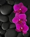 Orchids Royalty Free Stock Photo