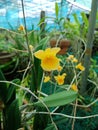 Dendrobium chrysotoxum ,Popular orchid words