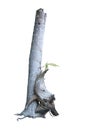 Orchids tree on dead trees in garden : with clipping path.