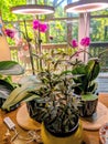 Orchids Under Grow Lamps Maggie Valley NC Royalty Free Stock Photo
