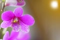 Orchids used to make the background. Royalty Free Stock Photo