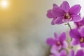 Orchids used to make the background. Royalty Free Stock Photo