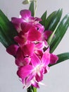 Orchids for vase arrangement Royalty Free Stock Photo