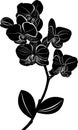 Orchids. vector illustration. Isolated orchids on a white background.