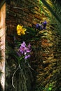 Orchids on a Wall in a Greenhouse
