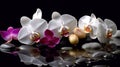 Orchids in Water, Round Stones for SPA Salon, Relaxation, Orchid Flowers and Pebbles Royalty Free Stock Photo