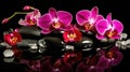 Orchids in Water, Round Stones for SPA Salon, Relaxation, Orchid Flowers and Pebbles Royalty Free Stock Photo