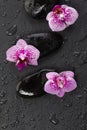 Orchids and wet zen stones Royalty Free Stock Photo