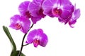Orchids on white background close-up. Purple orchid on white background close up. Purple orchid flowers close-up. Purple orchid fl Royalty Free Stock Photo