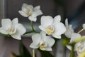 Orchids white buds. Orchid background. Phalaenopsis bud. A branch of flowers. Delicate flower. Royalty Free Stock Photo