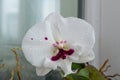 Orchids white buds. Orchid background. Phalaenopsis bud. A branch of flowers. Delicate flower. Royalty Free Stock Photo