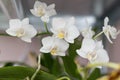 Orchids white buds. Orchid background. Phalaenopsis bud. A branch of flowers. Delicate flower. Royalty Free Stock Photo