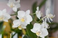 Orchids white buds. Orchid background. Phalaenopsis bud. A branch of flowers. Delicate flower. Royalty Free Stock Photo