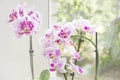 Orchids on the window. Beautiful home bouquet of Thailand Orchid in the interior. Vibrant tropical purple and white orchid flower, Royalty Free Stock Photo