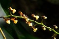 orchids with yellow flowers are blooming