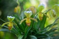 Orchids : Yellow Lady`s Slipper