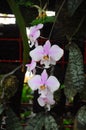 beautyorchid