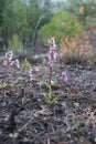 Orchis anatolica plant. Turkey