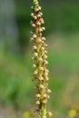 Orchis anthropophora, the man orchid formerly Aceras anthropophorum