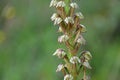 Orchis anthropophora, the man orchid formerly Aceras anthropophorum