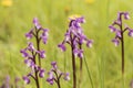 Orchis champagneuxii small wild orchid bluish purple spring color green grass meadow blurred background Royalty Free Stock Photo