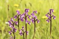 Orchis champagneuxii small wild orchid bluish purple spring color green grass meadow blurred background Royalty Free Stock Photo