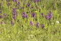 Orchis champagneuxii small wild orchid bluish purple spring color green grass meadow blurred background Royalty Free Stock Photo