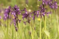 Orchis champagneuxii small wild orchid bluish purple spring color green grass meadow blurred background Royalty Free Stock Photo