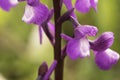 Orchis champagneuxii small wild orchid bluish purple spring color green grass meadow blurred background Royalty Free Stock Photo