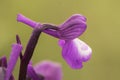 Orchis champagneuxii small wild orchid bluish purple spring color green grass meadow blurred background Royalty Free Stock Photo