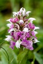 Orchis Lactea Royalty Free Stock Photo