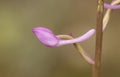 Orchis langei the early-purple orchid delicate pink wild orchid with large straight copper spur natural green background Royalty Free Stock Photo