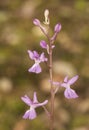 Orchis langei the early-purple orchid delicate pink wild orchid with large straight copper spur natural green background Royalty Free Stock Photo