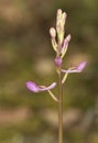 Orchis langei the early-purple orchid delicate pink wild orchid with large straight copper spur natural green background Royalty Free Stock Photo