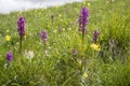 Orchis mascula, Early Purple Orchid Royalty Free Stock Photo