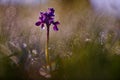 Orchis morio, Green-veined Orchid, flowering European terrestrial wild flower in nature habitat, detail of bloom, green clear Royalty Free Stock Photo