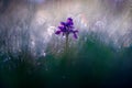 Orchis morio, Green-veined Orchid, flowering European terrestrial wild flower in nature habitat, detail of bloom, green clear Royalty Free Stock Photo