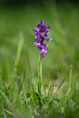 Orchis morio in a nature reserve. Lodenice, Czech Republic