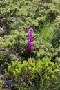 Orchis pinetorum - wild orchid