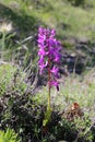 Orchis pinetorum - Wild plant shot in the spring.