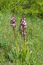 Orchis purpurea Royalty Free Stock Photo