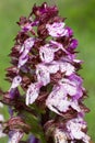 Orchis purpurea Royalty Free Stock Photo