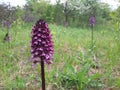 Lady orchids in the wild - orchis purpurea