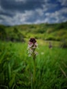 Orchis purpurea