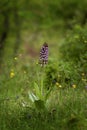 Orchis purpurea, lady orchid, Bulgaria Royalty Free Stock Photo