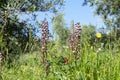 Lady Orchid (Orchis purpurea) Royalty Free Stock Photo