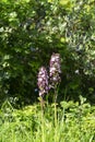 Lady Orchid (Orchis purpurea) Royalty Free Stock Photo
