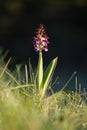 Orchis purpurea Lady orchid in sunshine Royalty Free Stock Photo