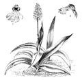 Orchis Purpurea vintage illustration