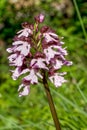 Orchis purpurea, wild orchid in habitat, in spring sunshine. Royalty Free Stock Photo